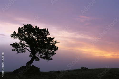 Lone Ponderosa pine tree (Pinus ponderosa) growing out of a solid rock at dusk, near Wheatland, Wyoming, USA; Wyoming, United States of America photo