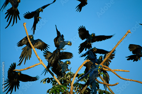 Flock of Hyacinth macaws (Anodorhynchus Hyacinthinus) come to roost on a tree; Pantanal, Brazil photo