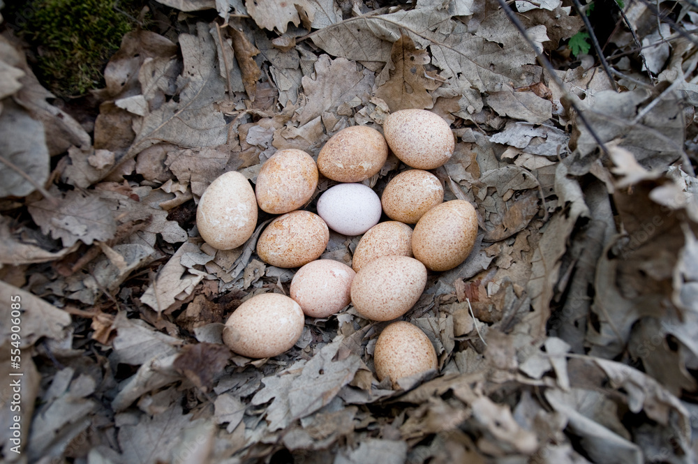 Wild turkey eggs in a nest made of oak leaves; Dunbar, Nebraska, United States of America Wild turkey eggs in a nest made of oak leaves; Dunbar, Nebraska, United States of America