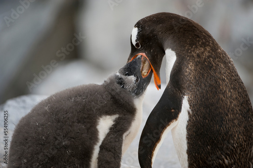 Adelie penguin (Pygoscelis adeliae) feeds it's young chick; Antarctica