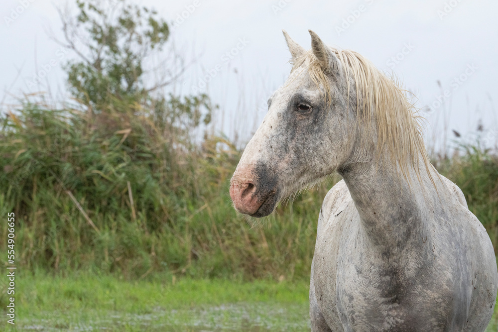 Portrait of a Camargue horse in Southern France; Saintes-Maries-de-la-Mer, France Portrait of a Camargue horse in Southern France; Saintes-Maries-de-la-Mer, France