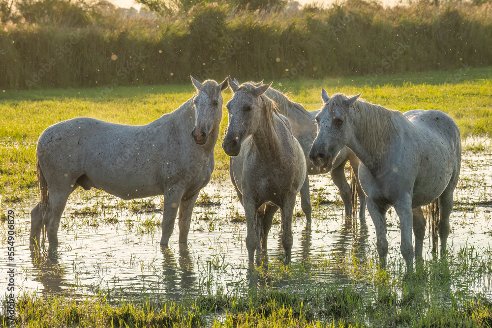 Portrait of Camargue horses in the wetlands of Southern France; Saintes-Maries-de-la-Mer, France Portrait of Camargue horses in the wetlands of Southern France; Saintes-Maries-de-la-Mer, France