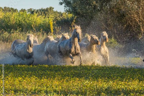 Camargue horses running through the water in the south of France. A fine example of the power in these amazing animals; Saintes-Maries-de-la-Mer, France photo