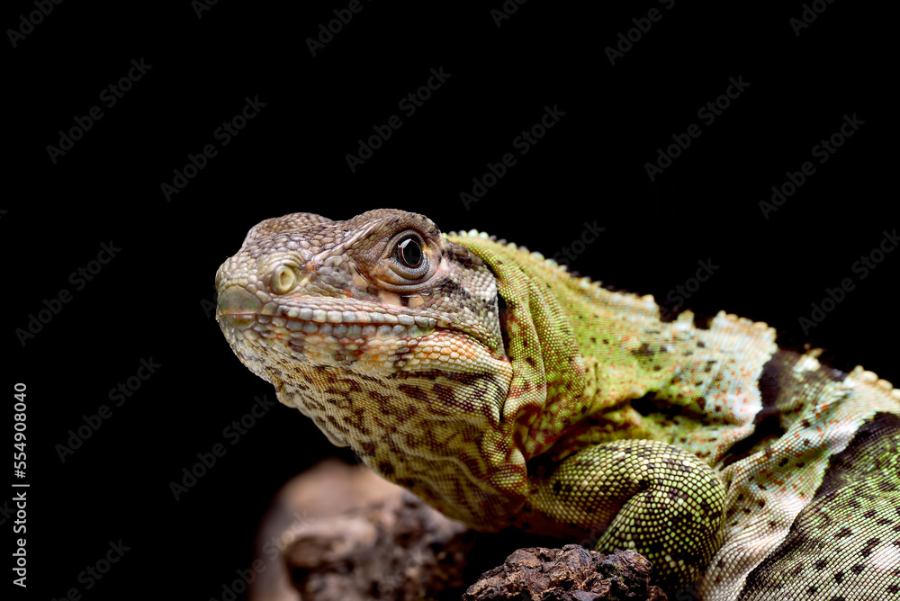 Close up photo of a Spiny tailed iguana