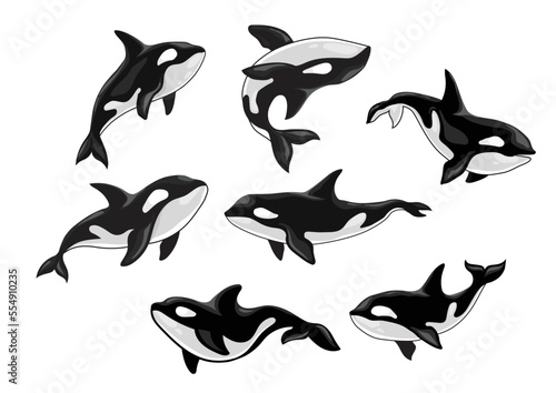 Set of killer whale, Orcinus orca, animal design