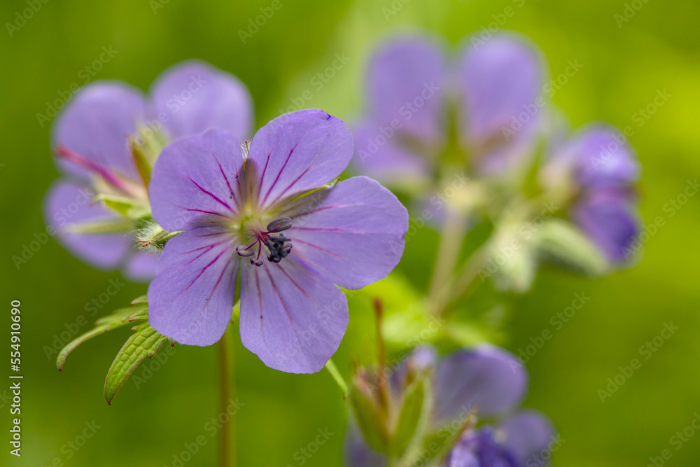 Close-up detail of purple, wild geraniums (Geranium erianthum) growing in summertime in Anchorage; Alaska, United States of America Close-up detail of purple, wild geraniums (Geranium erianthum) growing in summertime in Anchorage; Alaska, United States of America