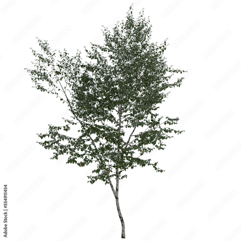 Obraz premium silver birch tree on isolated empty background