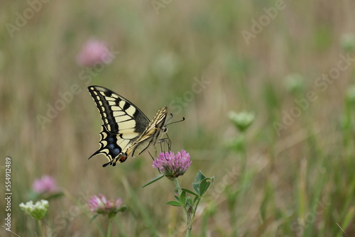 Swallowtail butterfly on a blooming red clover