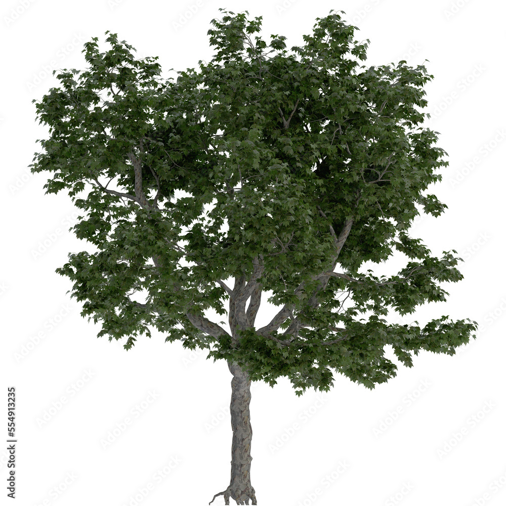 Fototapeta premium london pine tree on isolated empty background