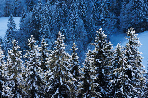 snow covered trees in idyllic winter landscape in Eriz