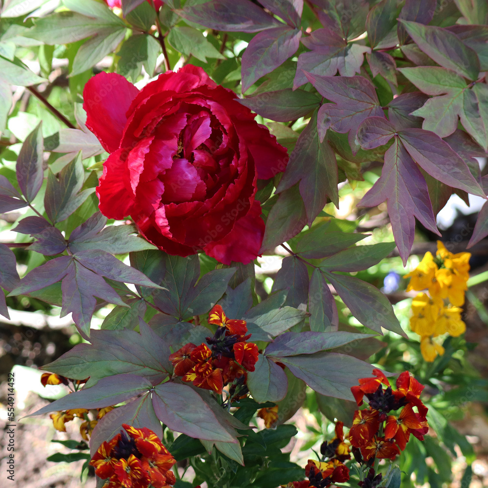 Pivoine rouge et fleurs du jardin