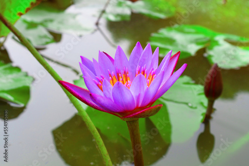 A beautiful lilac lotus blooms in a natural reservoir in India.