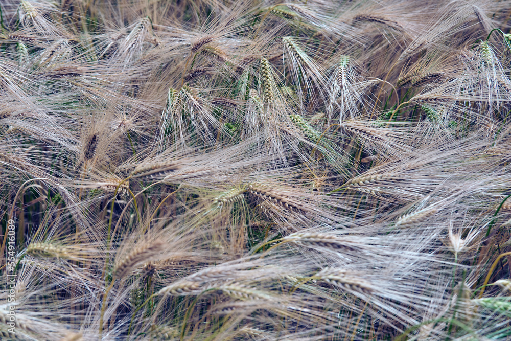 Crops of Barley in Moray Crops of Barley in Moray