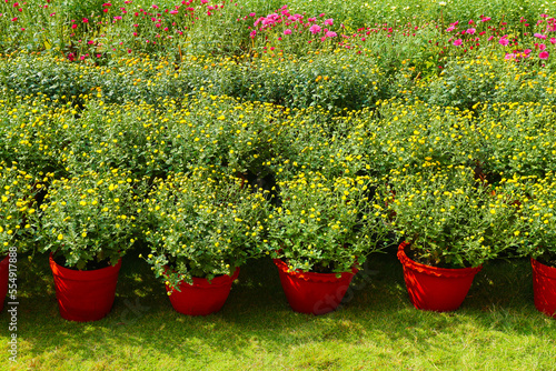 Lots of red flower pots with flowers in the flower bed.
