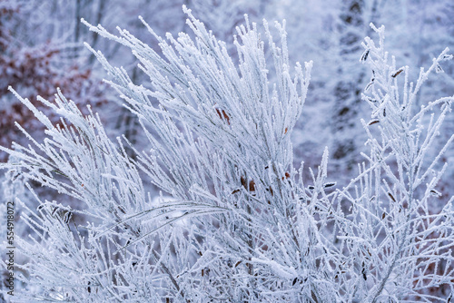 Plant covered with ice and hoarfrost in the forest in the Taunus