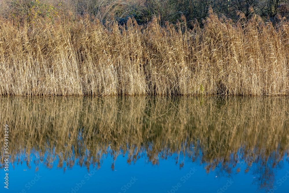 Selective focus of dried common reed plants or water reeds in winter, The grass-like plants of wetlands and growing in the estuary of the river with reflection, Nature background. Selective focus of dried common reed plants or water reeds in winter, The grass-like plants of wetlands and growing in the estuary of the river with reflection, Nature background.