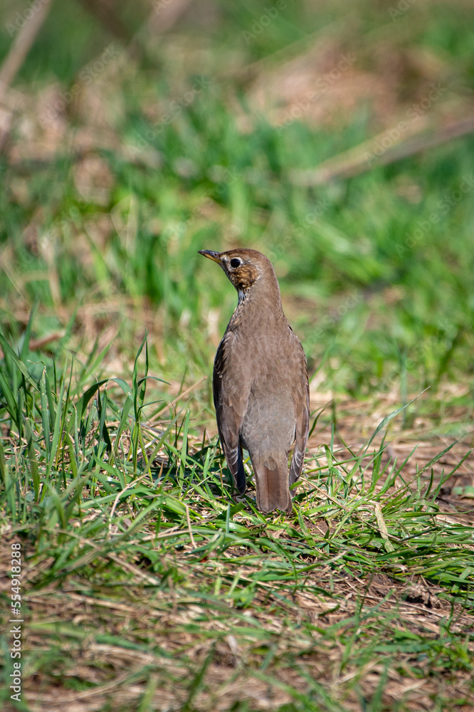 Fototapeta premium Song thrush close up portrait