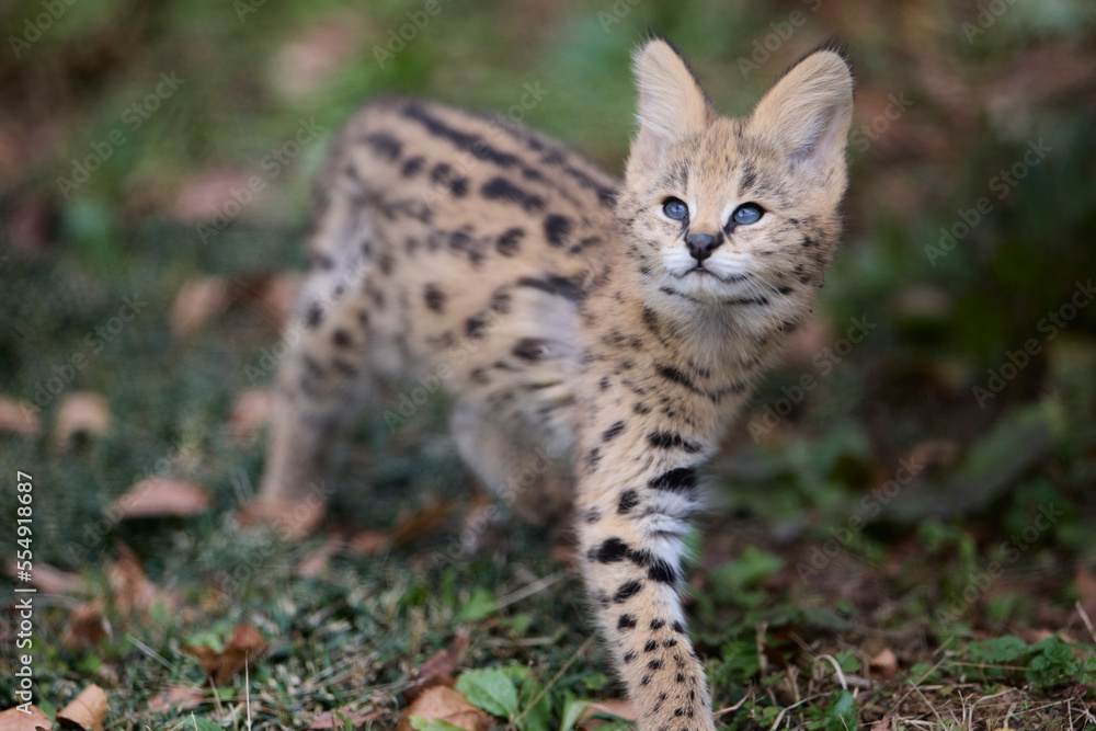 Obraz premium サーバルの赤ちゃん