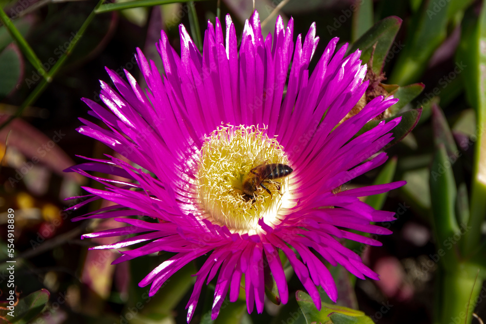 A bee with its head inside a pink flower, carpobrotus acinaciformis.
