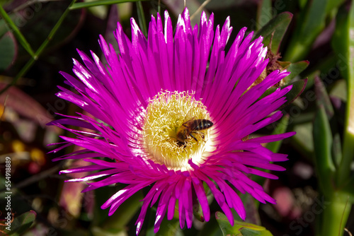 A bee with its head inside a pink flower, carpobrotus acinaciformis. photo