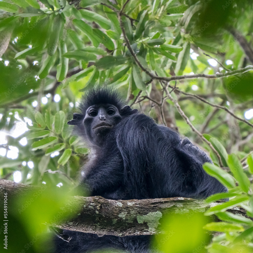 Fototapeta premium Black colobus (Colobus satanas) in Lope National Park, Gabon