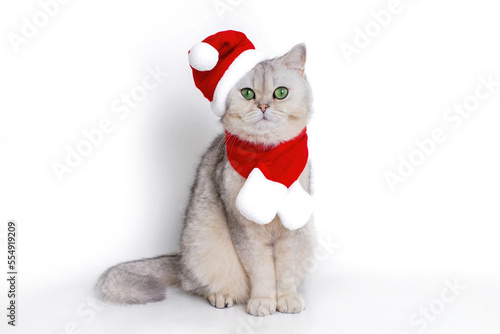 a cute white british cat, sits in the red cap of Santa Claus and red scarf