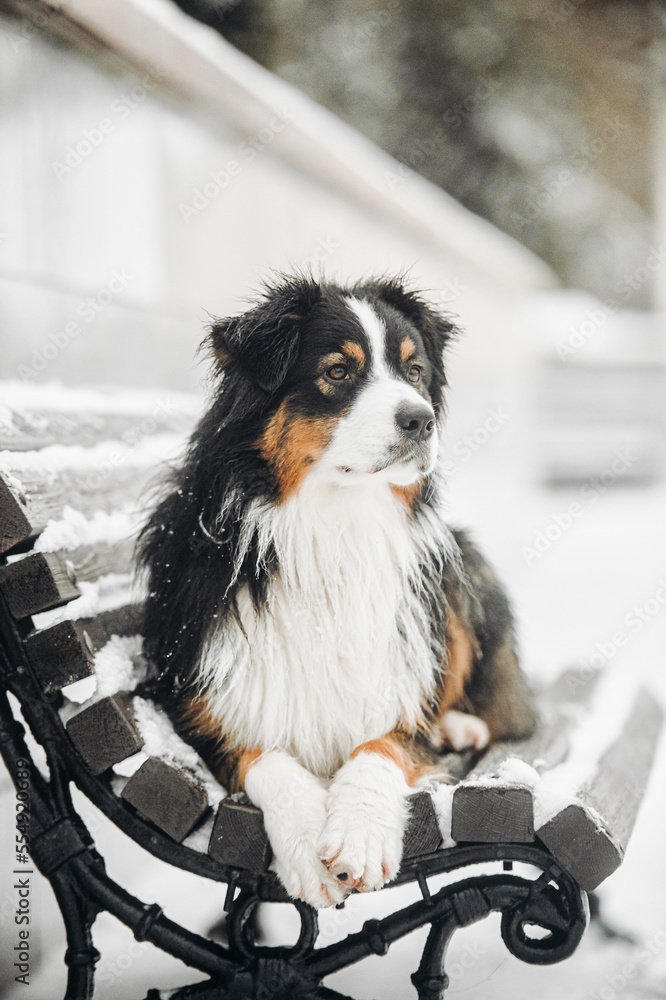 Winter active austrian shepherds Winter active austrian shepherds