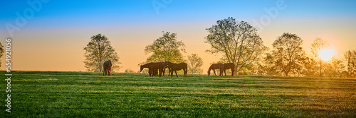 Thoroughbred horses grazing in a field at sunrise.