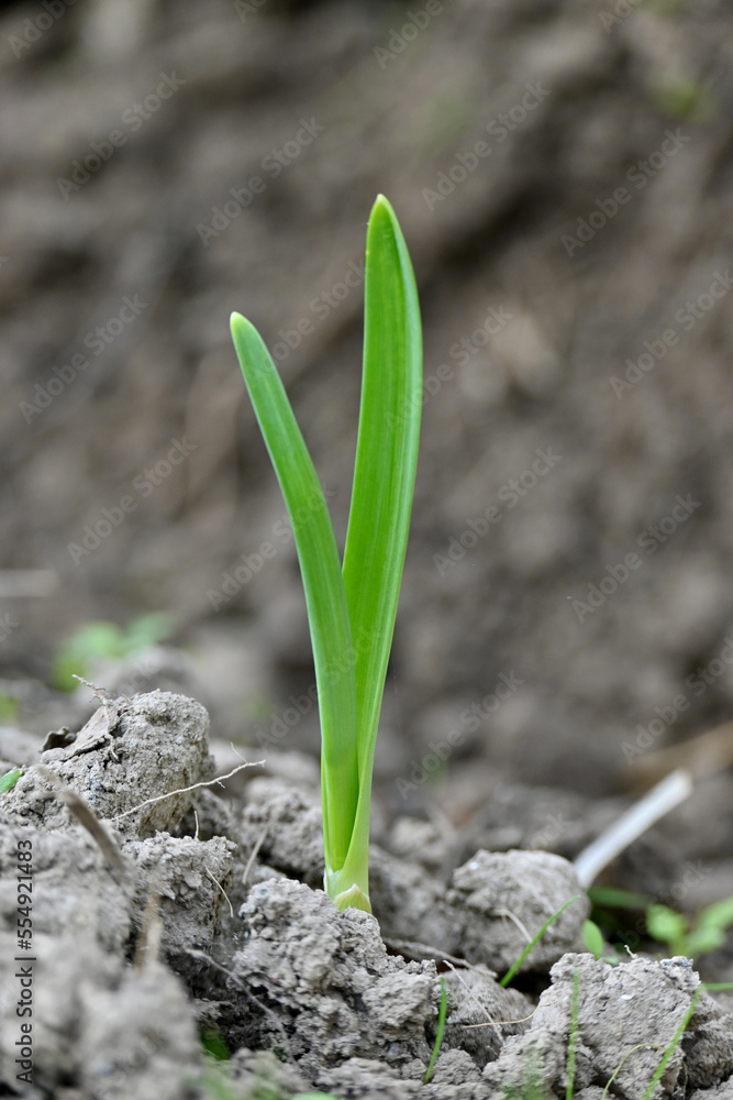 closeup the ripe green garlic plant growing in the farm with brown soil soft focus natural brown background. closeup the ripe green garlic plant growing in the farm with brown soil soft focus natural brown background.
