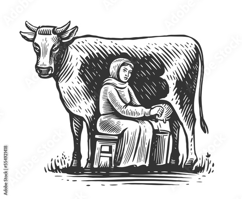 Milkmaid milking cow in vintage engraving style. Milk products industry. Cow milky farm eco business. Healthy nutrition