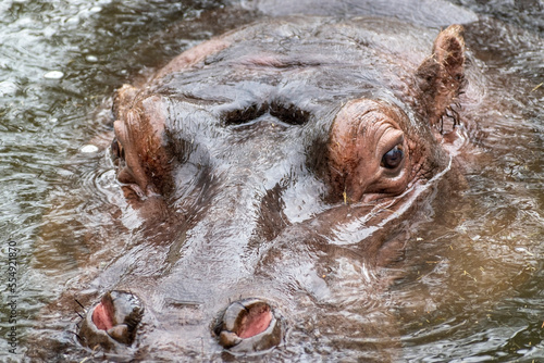 hippo in the water
