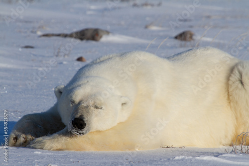 A polar bear or Ursus maritumus lying down with paws stretched and taking a nap  near Churchill  Manitoba Canada