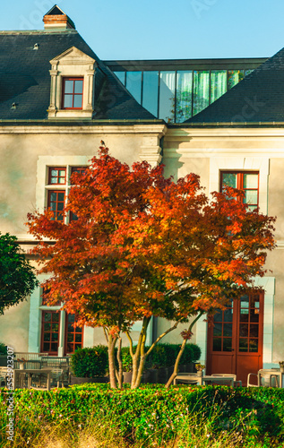 front view, medium distance of a red maple tree with red, autumn leaves, in front of a building  at chateau Isenbourg, Alsace, France photo