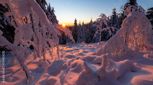 Colorful sunset panorama in Winterberg Sauerland Germany. Snow covered pinetrees and frosted branches illuminated by sunlight Idyllic christmas atmosphere. Seasons greetings from “Kahler Asten“ peak.