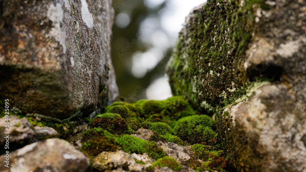 Textura de piedras con musgo en la naturaleza Textura de piedras con musgo en la naturaleza