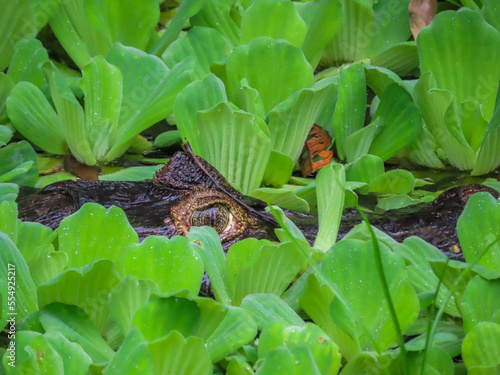 camouflaged alligator