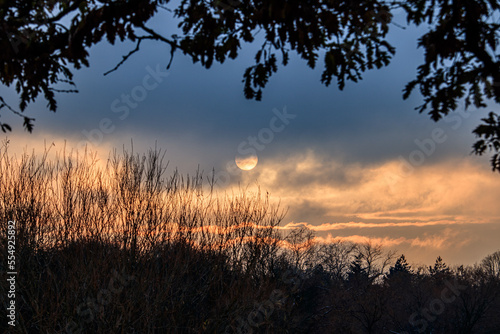 Fototapeta Naklejka Na Ścianę i Meble -  winter sunset through the trees
