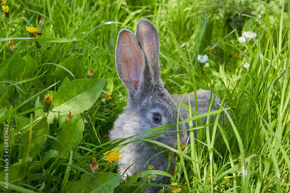 rabbit hiding in the grass,young gray rabbit in the spring in the grass, rabbit ears in the grass rabbit hiding in the grass,young gray rabbit in the spring in the grass, rabbit ears in the grass