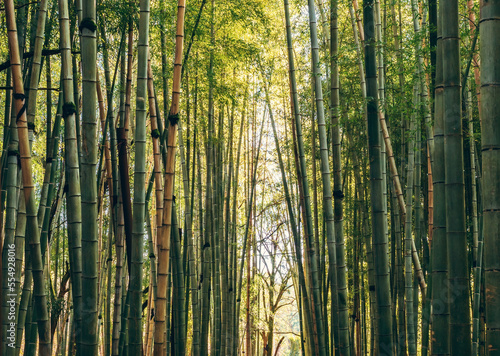Green bamboo forest background. Tall bamboo trunks.
