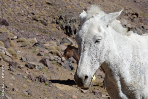 La grande traversée de l’Atlas au Maroc, 18 jours de marche. Portrait de mule