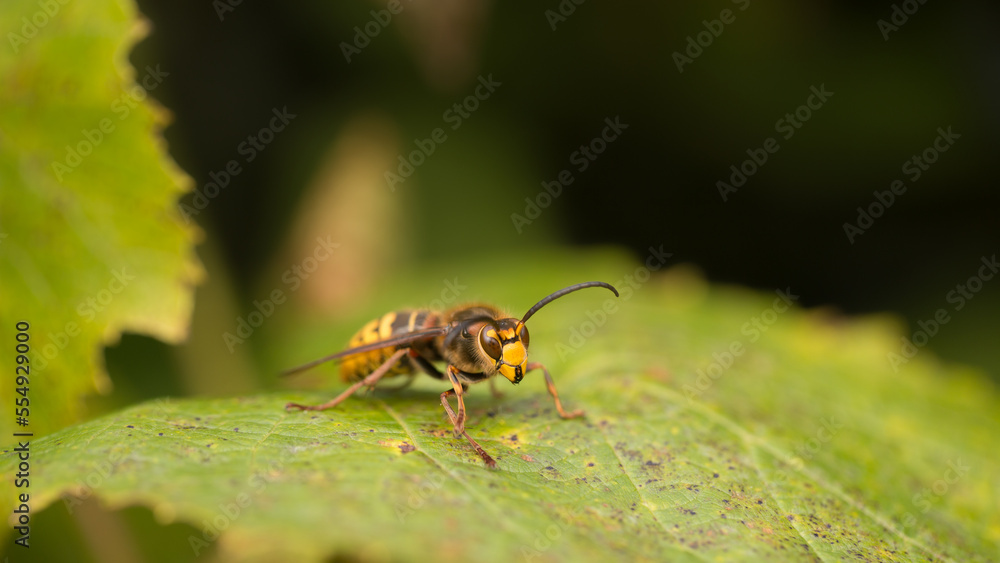 Large hornet on a grape leaf, bright sun Large hornet on a grape leaf, bright sun