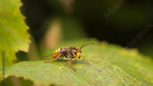 Large hornet on a grape leaf, bright sun © anderus