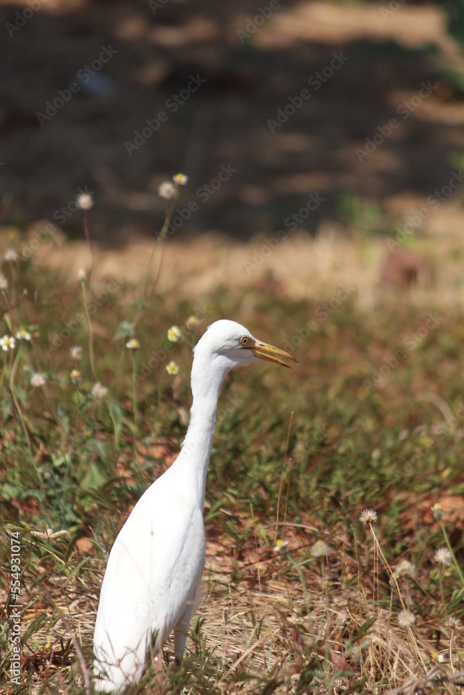Great egret or White heron also know as common egret in potrait Great egret or White heron also know as common egret in potrait