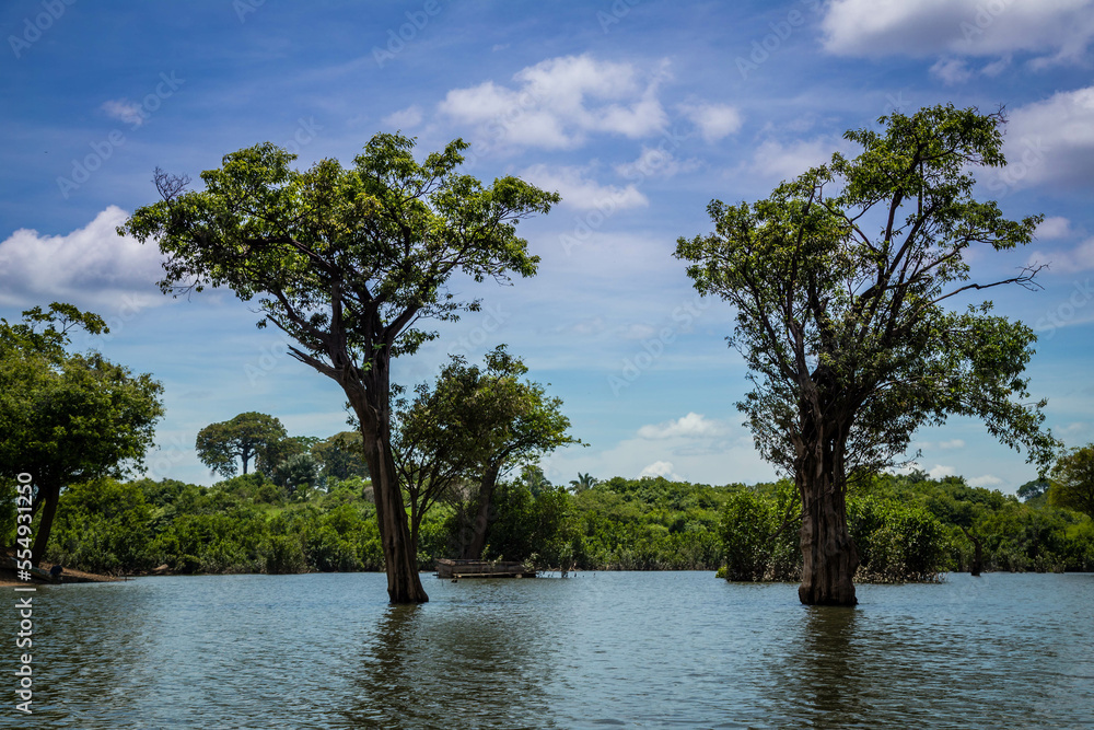 Obraz premium tree on the river