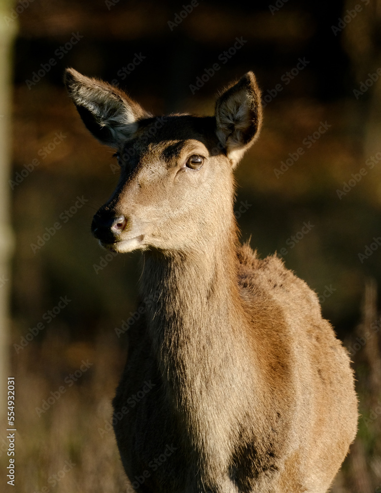 The red deer is one of the largest deer species. A male red deer is called a stag or hart, and a female is called a hind. Female animal.
