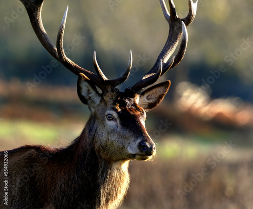 The red deer is one of the largest deer species. A male red deer is called a stag or hart, and a female is called a hind. . This is a stag. photo