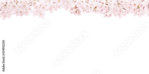 桜 イラスト リアル 背景