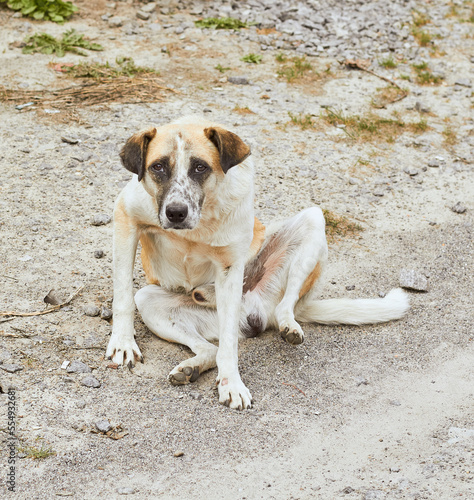 Funny dog is sitting funny.