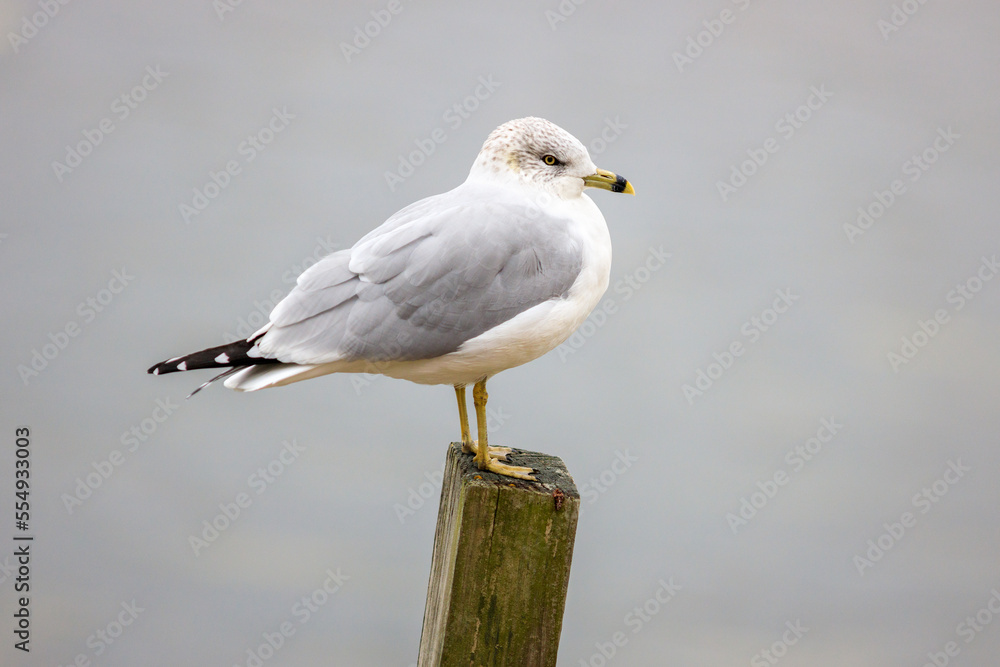 close up portrait of Ring-billed seagull, perched on a wood, lumber, pole, isolated by itself close up portrait of Ring-billed seagull, perched on a wood, lumber, pole, isolated by itself