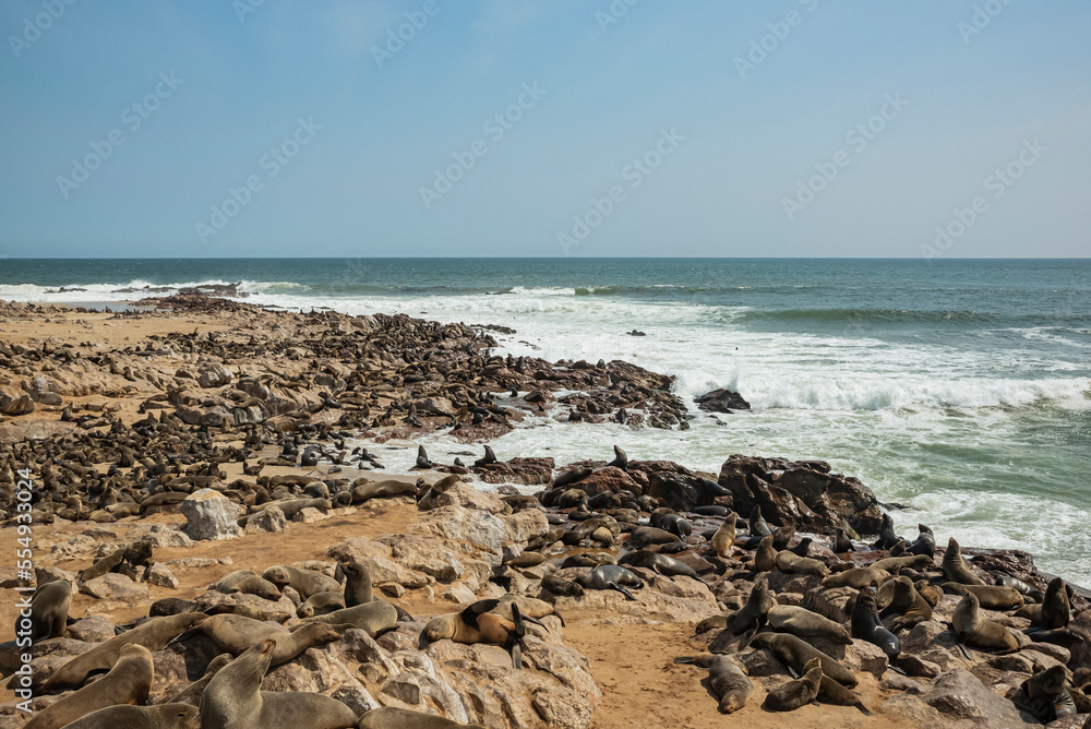 Fur seals at Cape Cross Seal Colony, Skeleton Coast; Namibia Fur seals at Cape Cross Seal Colony, Skeleton Coast; Namibia